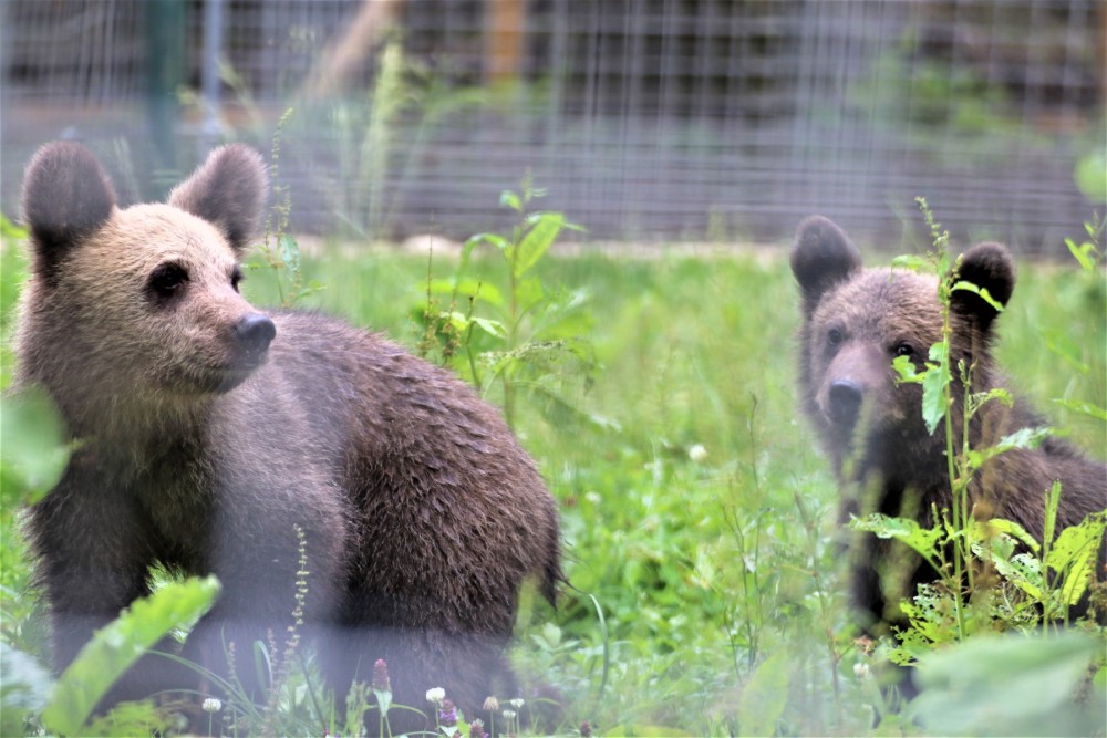 Pictured: Kenya and Bamsee exploring their new home at the Libearty Sanctuary.
