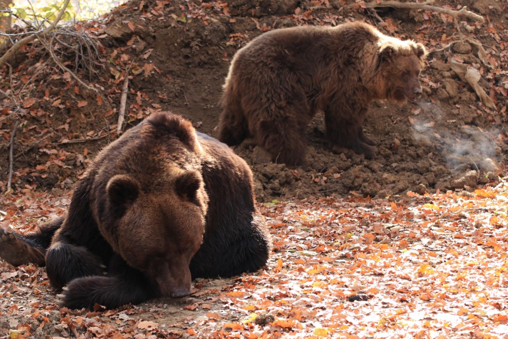 Two brown bears in sanctuary
