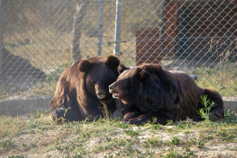 Brune and Berdy in the main enclosure of the Balkasar bear sanctuary 