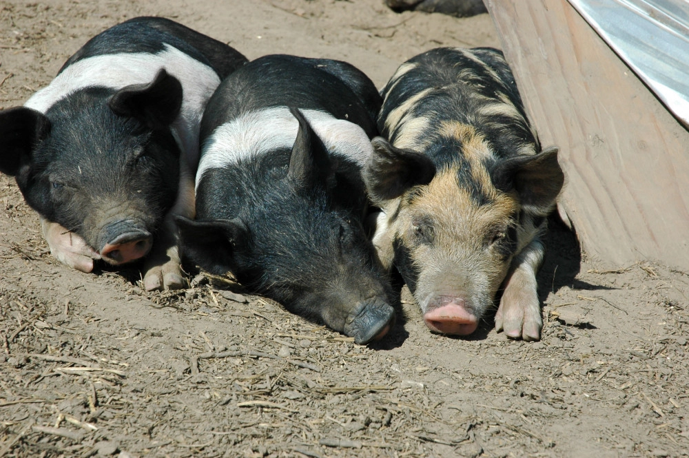 Young pigs relaxing outdoors at a high-welfare farm