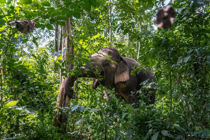 A wild elephant walking through the trees