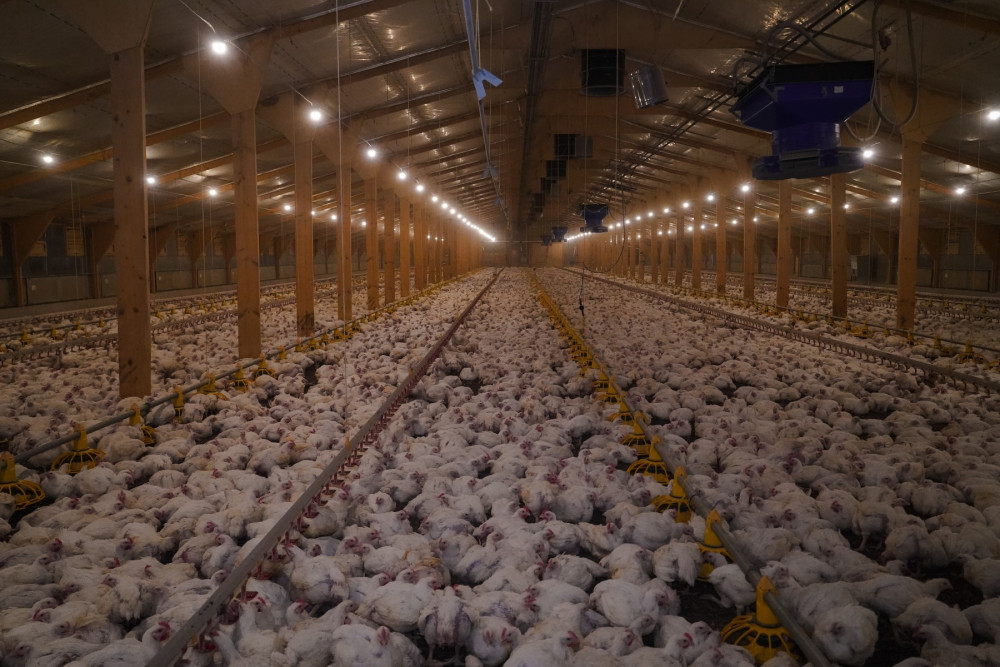Chickens crowded in an intensive farming system.