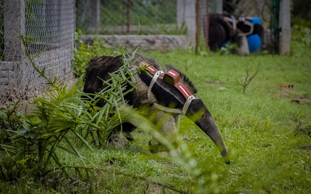 Rescued anteater released to wild with radio collar on