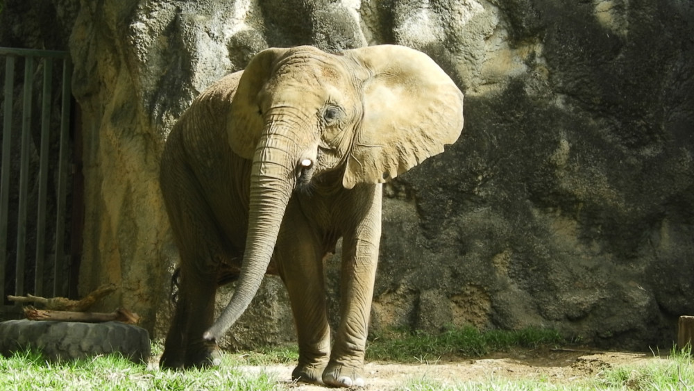 Mundi, a captive elephant in insolation at a zoo