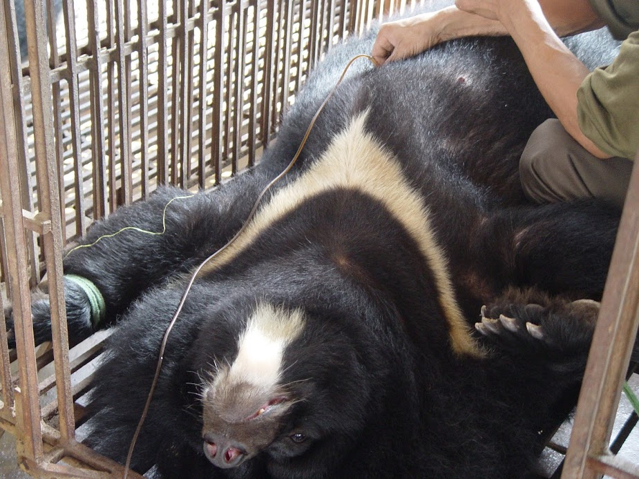 A bear getting their bile extracted on a farm in Vietnam.
