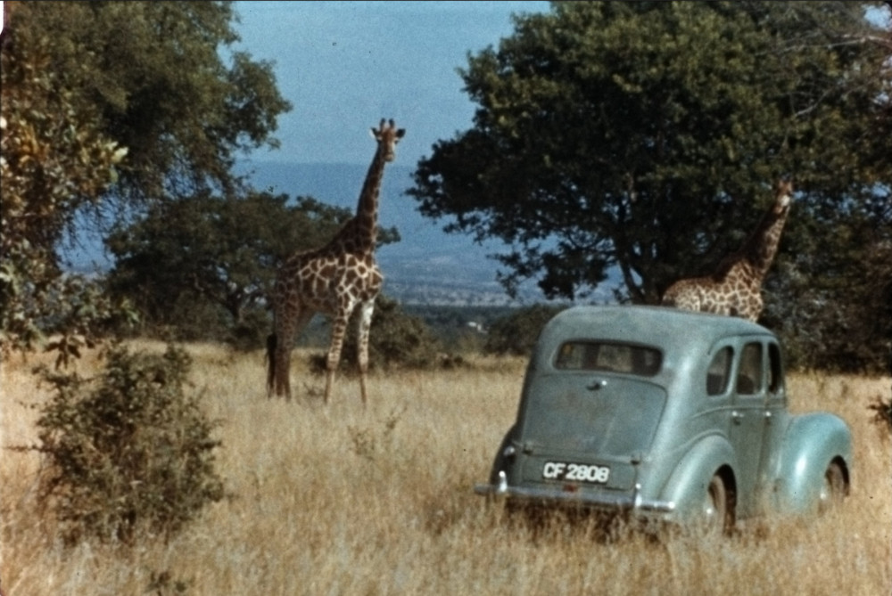 Anne in South Africa studying giraffes
