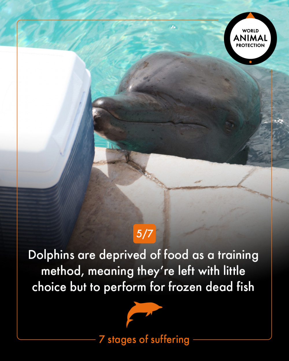 7 stages of dolphin suffering - World Animal Protection