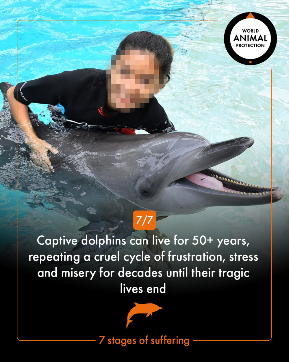 7 stages of dolphin suffering - World Animal Protection