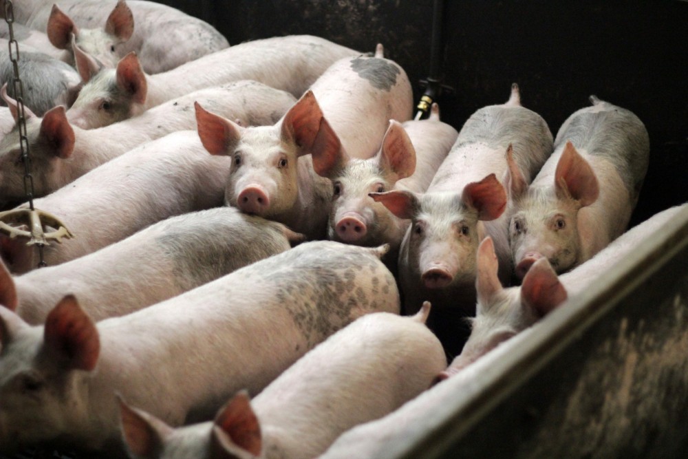 Pigs on a factory farm
