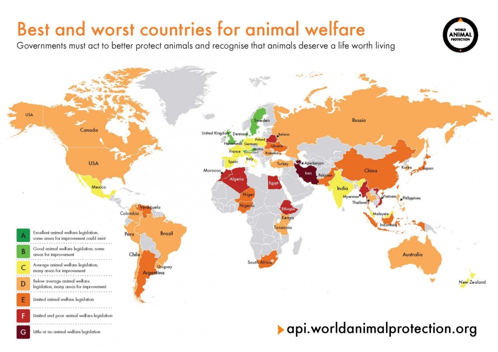 Animal Protection Index infographic map