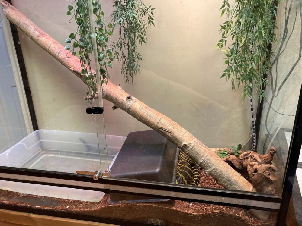 An anaconda snake in a small tank