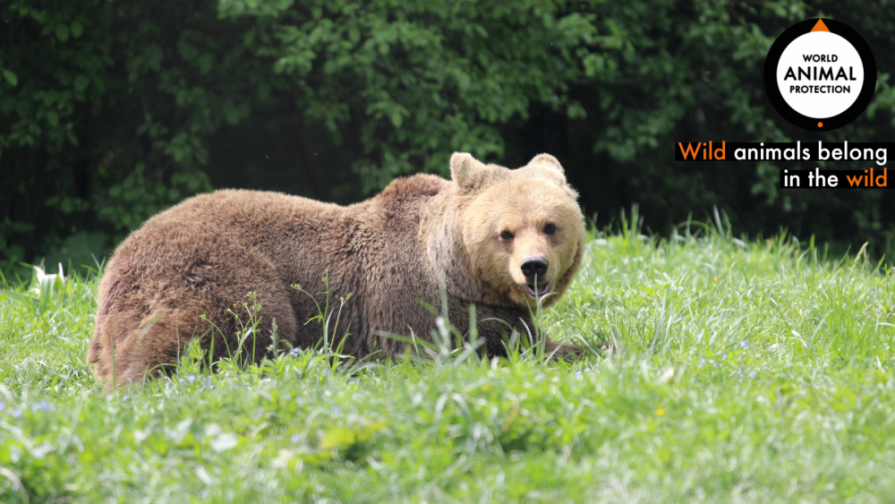A bear in Romania
