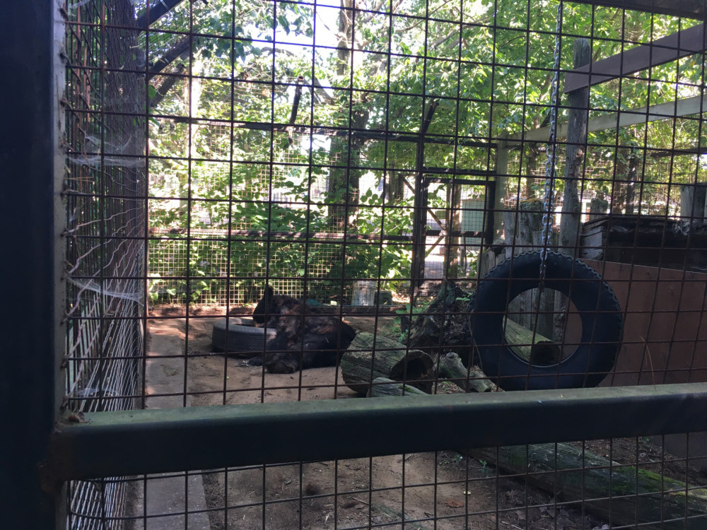 An American black bear in a tiny roadside zoo cage