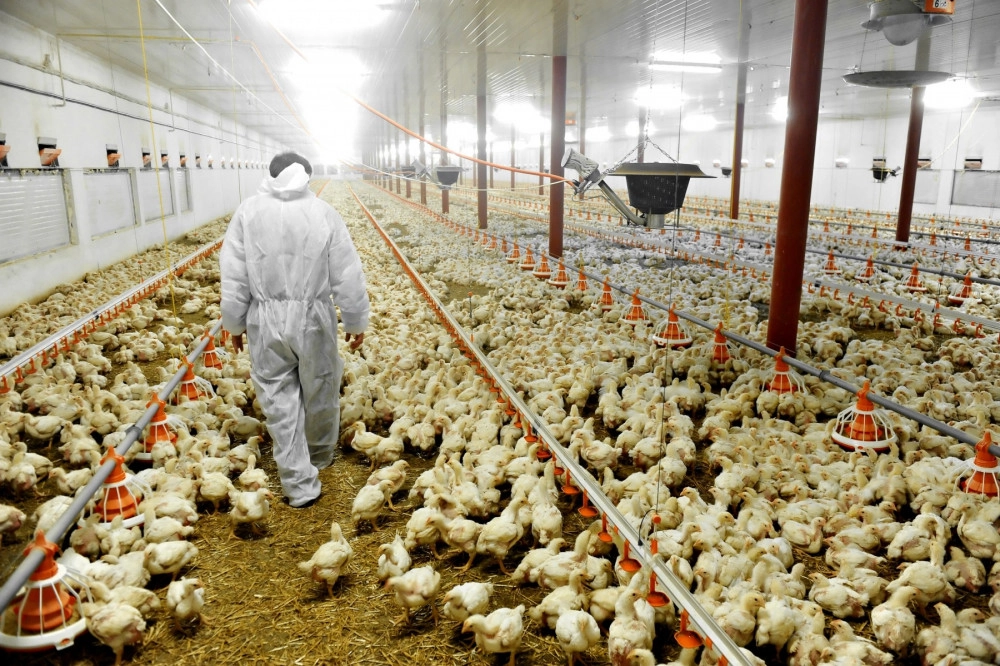 Chickens on a factory farm with person wearing hazmat suit - World Animal Protection
