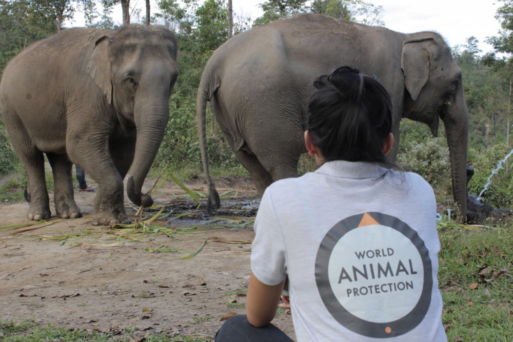 Dee sitting near elephants - World Animal Protection