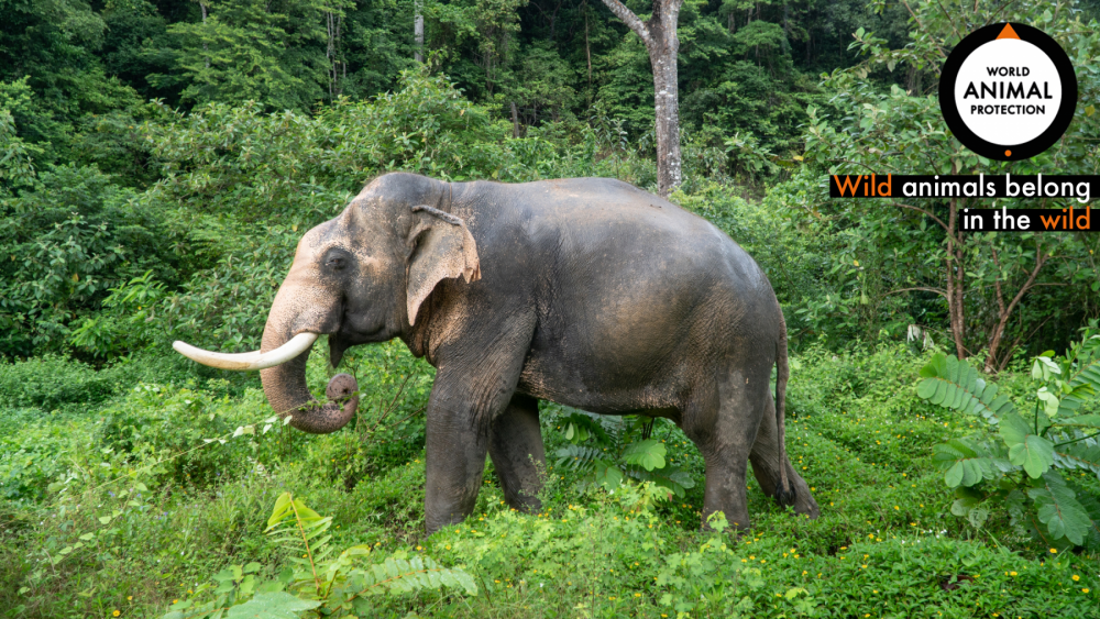 An elephant in Changchill Thailand