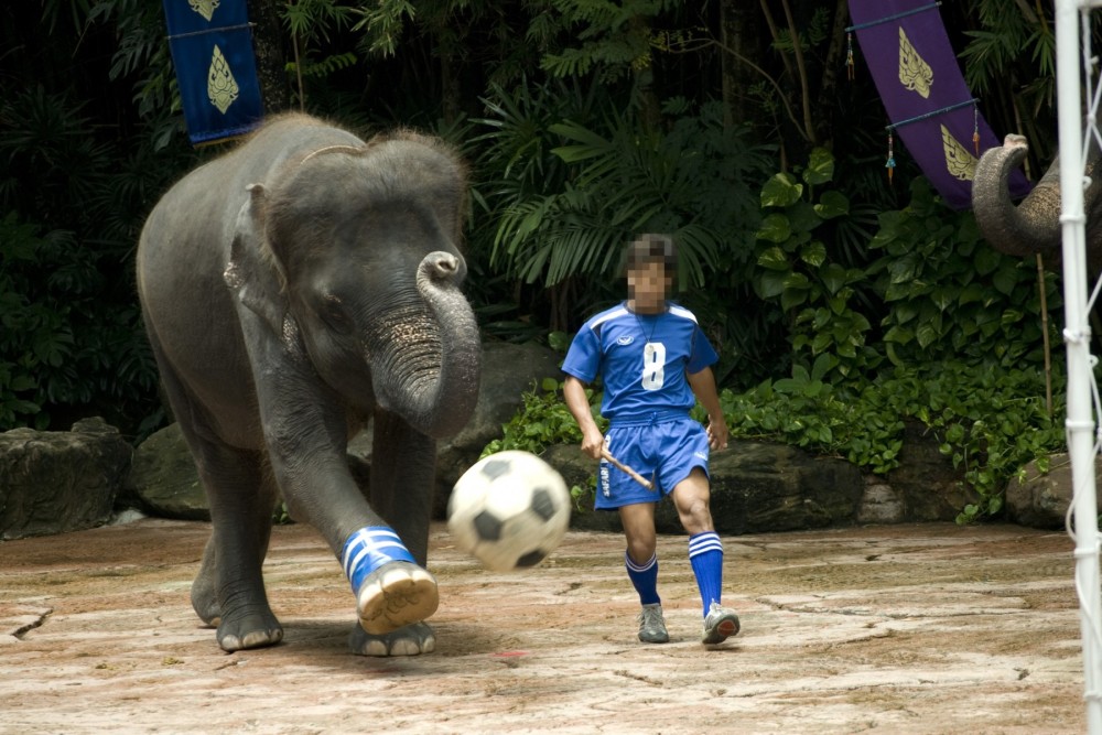 Elephant performing for tourists playing football - World Animal Protection