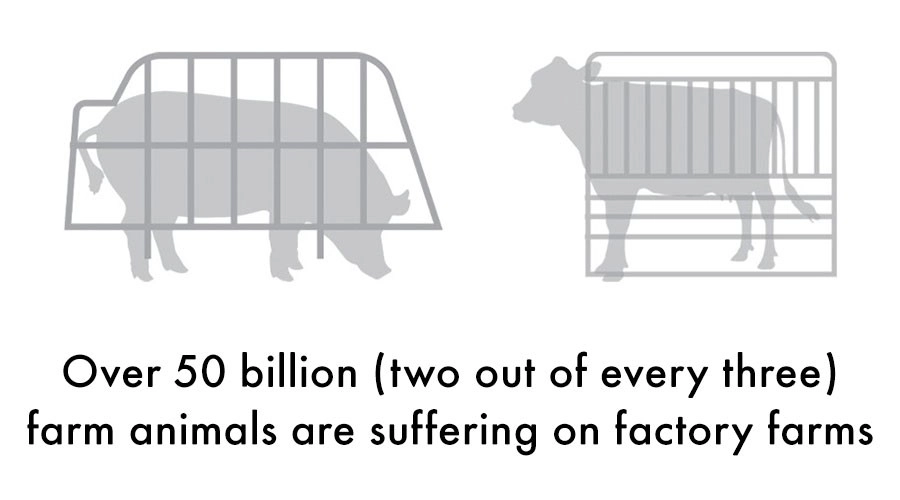 Graphic: Over 50 billion farm animals are suffering on factory farms