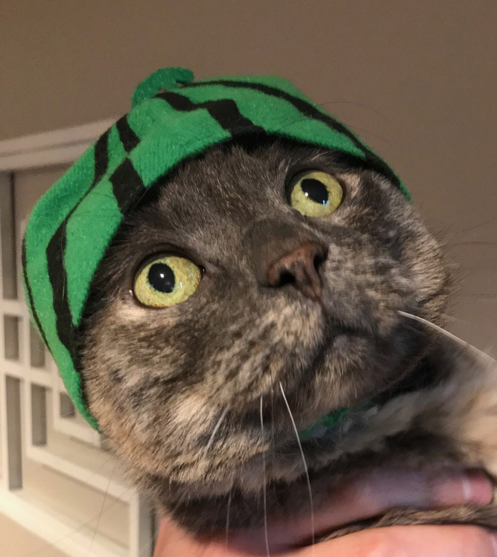 Beth's cat, Fat Kitty, wearing a watermelon hat