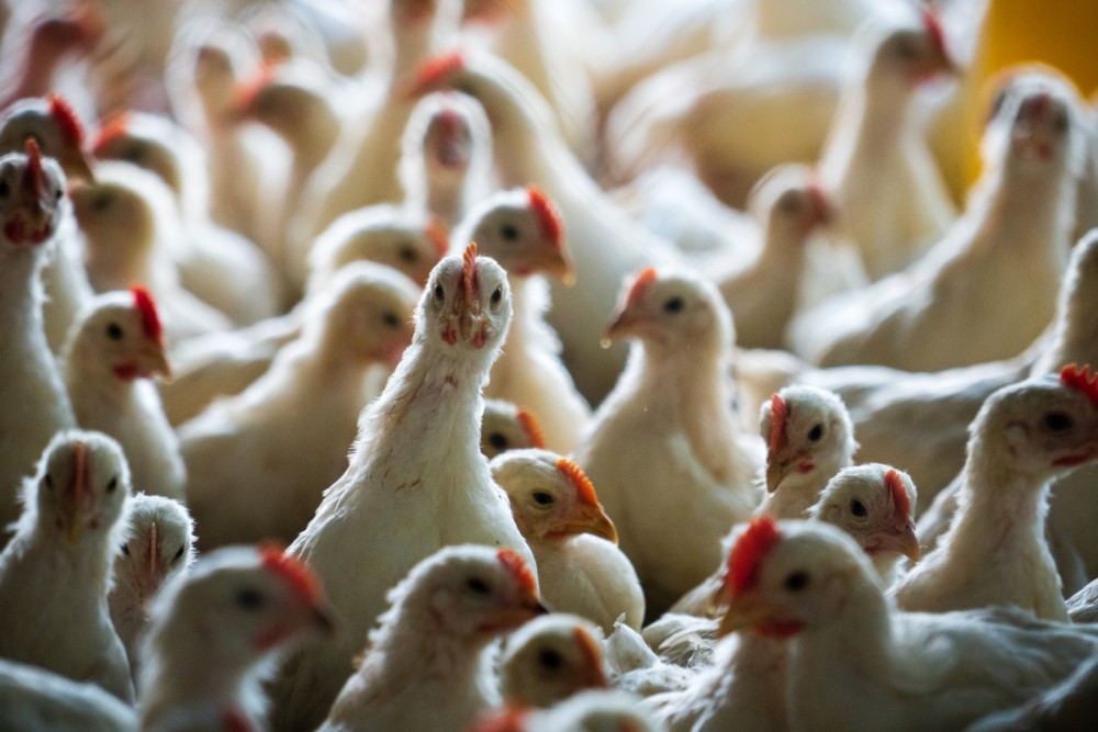 Chickens crowded together in a factory farm