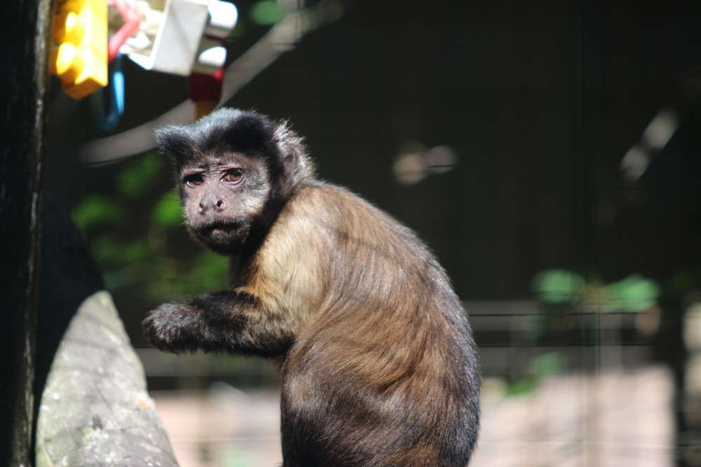 A capuchin monkey in a cage at a roadside zoo in Ontario.