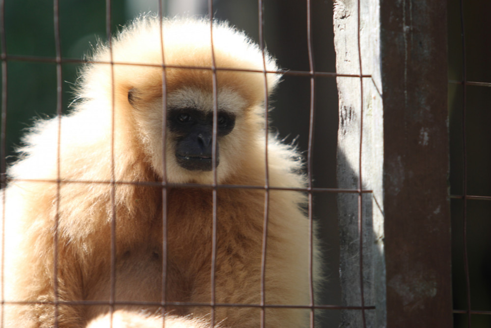 A monkey confined to a small cage at a roadside zoo in Ontario.