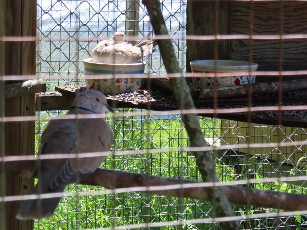 Pigeons at a roadside zoo with food and fecal waste buildup visible
