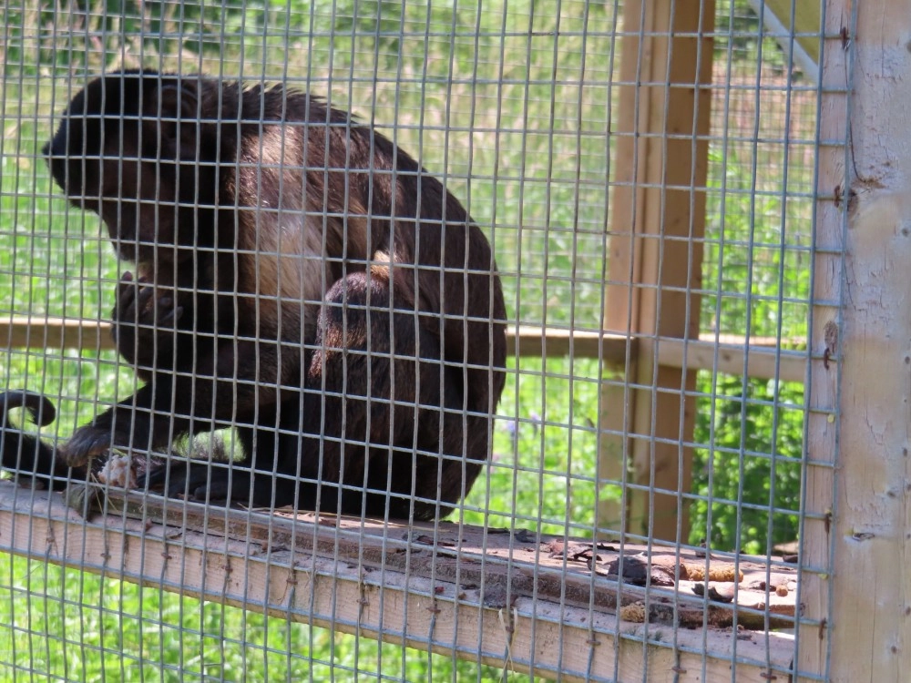 A monkey housed alone at a roadside zoo