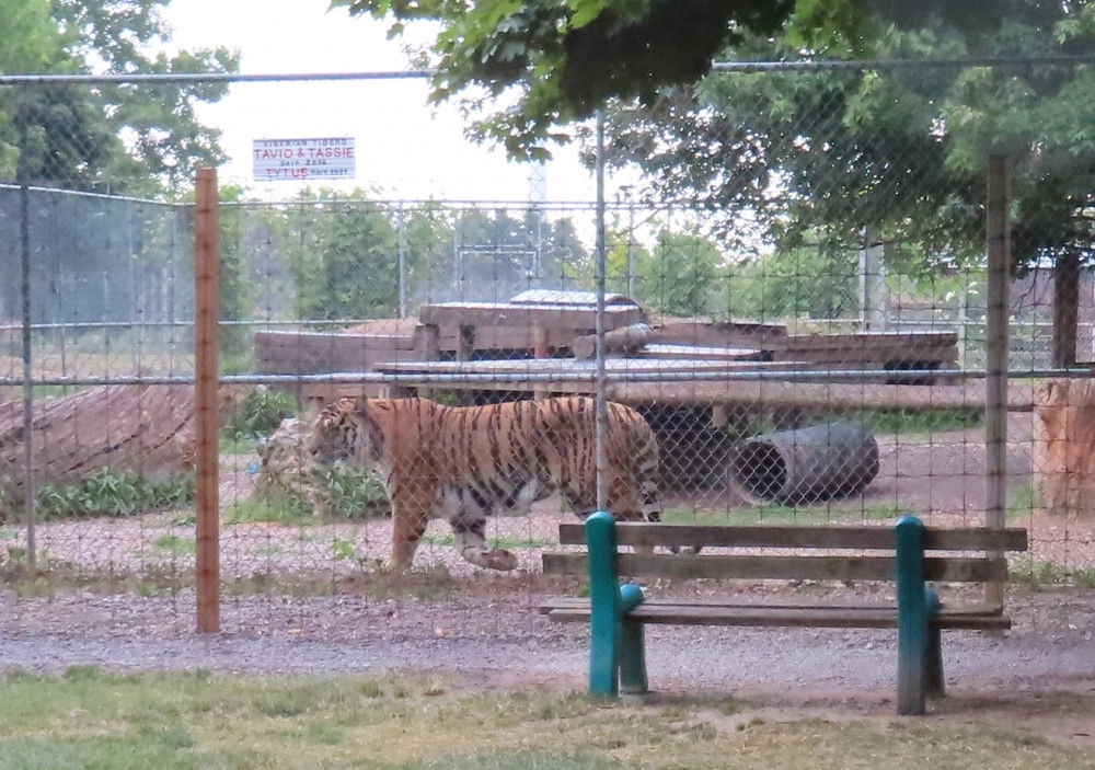 A tiger in a cage with a dangerously short fence 
