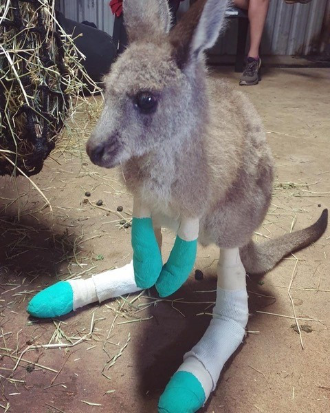 Baby joey after Australian bushfires
