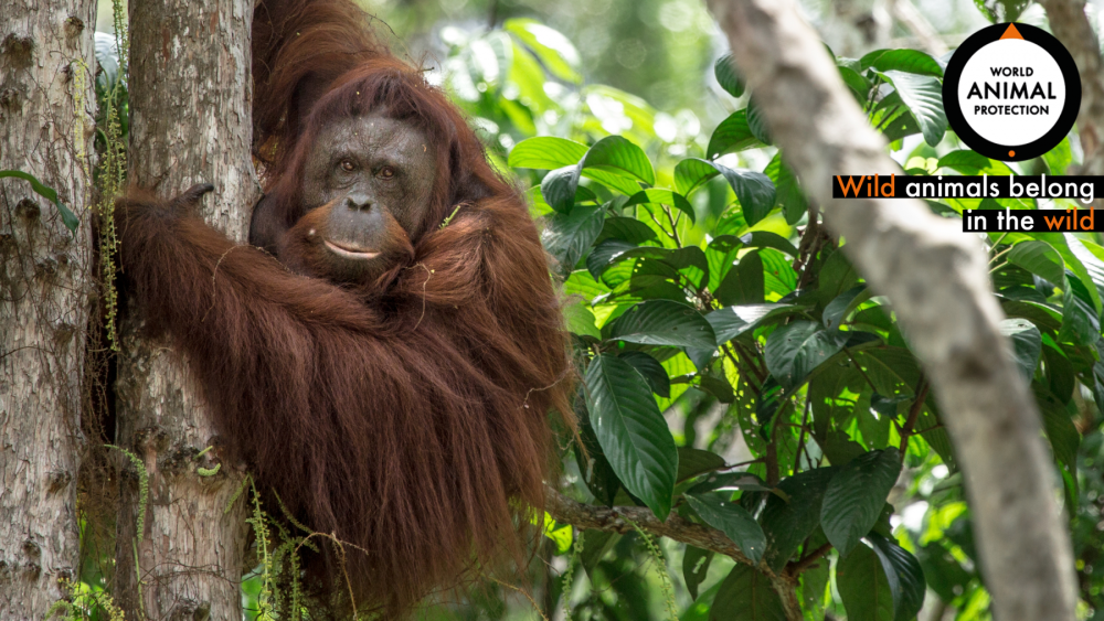 Orangutan in Borneo 
