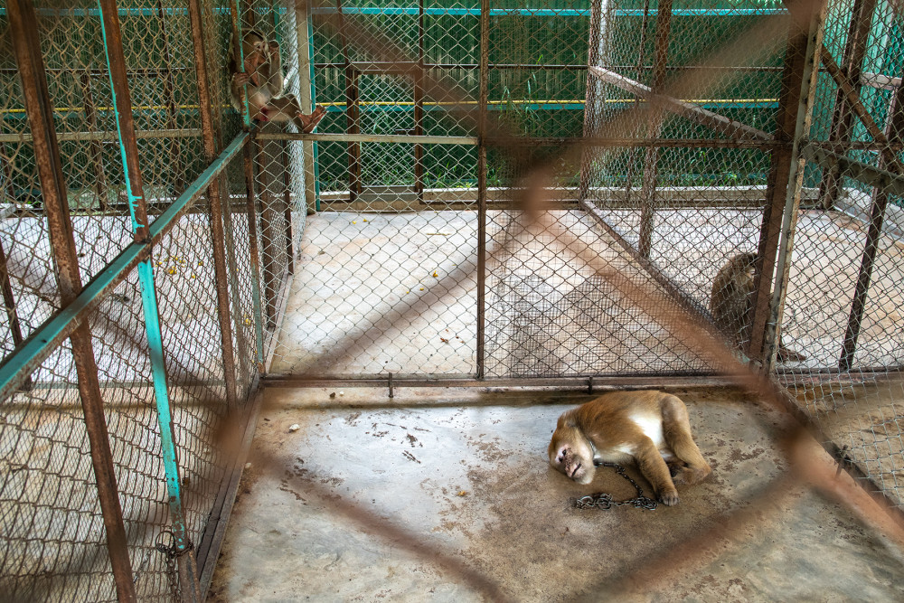 Two captive monkeys are hosted in a barren cage, one monkey lays limp on its side.