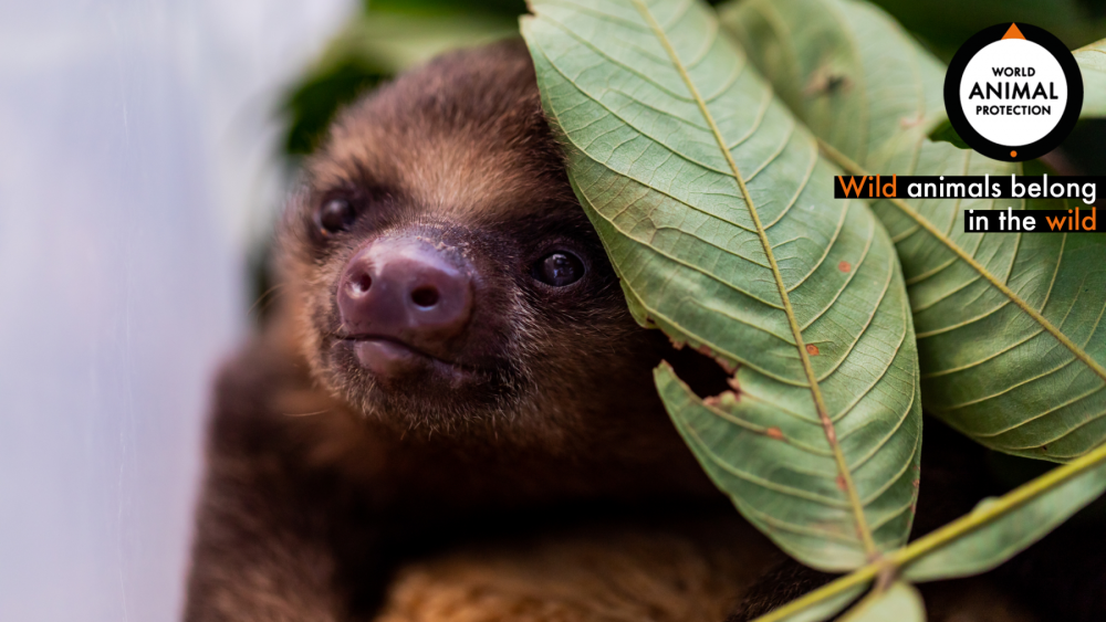 A baby sloth under a leaf