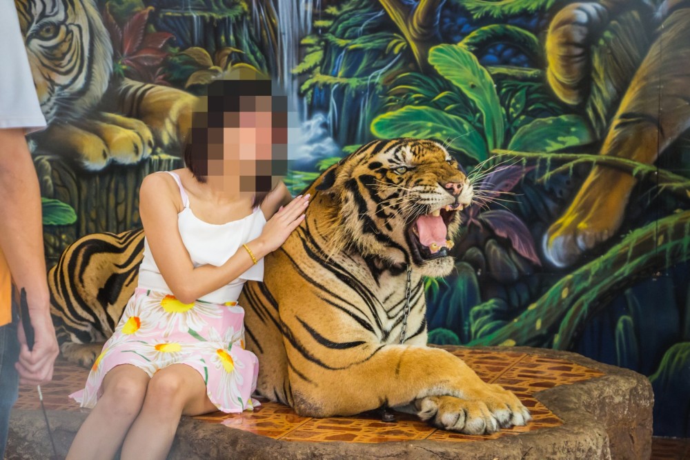 A tiger used for tourist selfies at cruel wildlife attraction in Thailand.