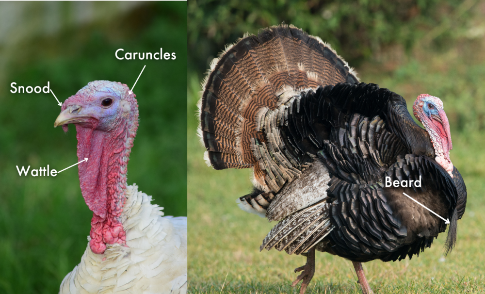 A description of a turkey's anatomy including their snood, wattle, caruncles and beard