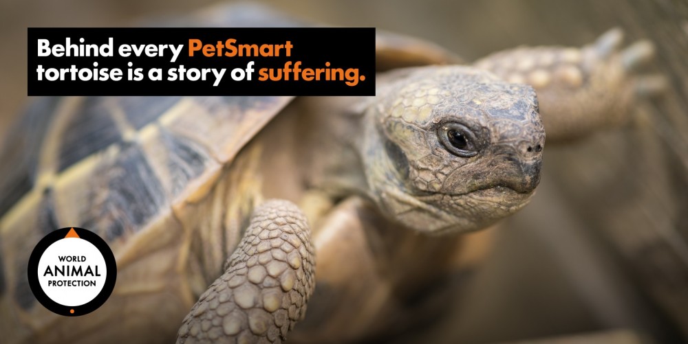 A tortoise with text that says "Behind every PetSmart tortoise is a story of suffering."