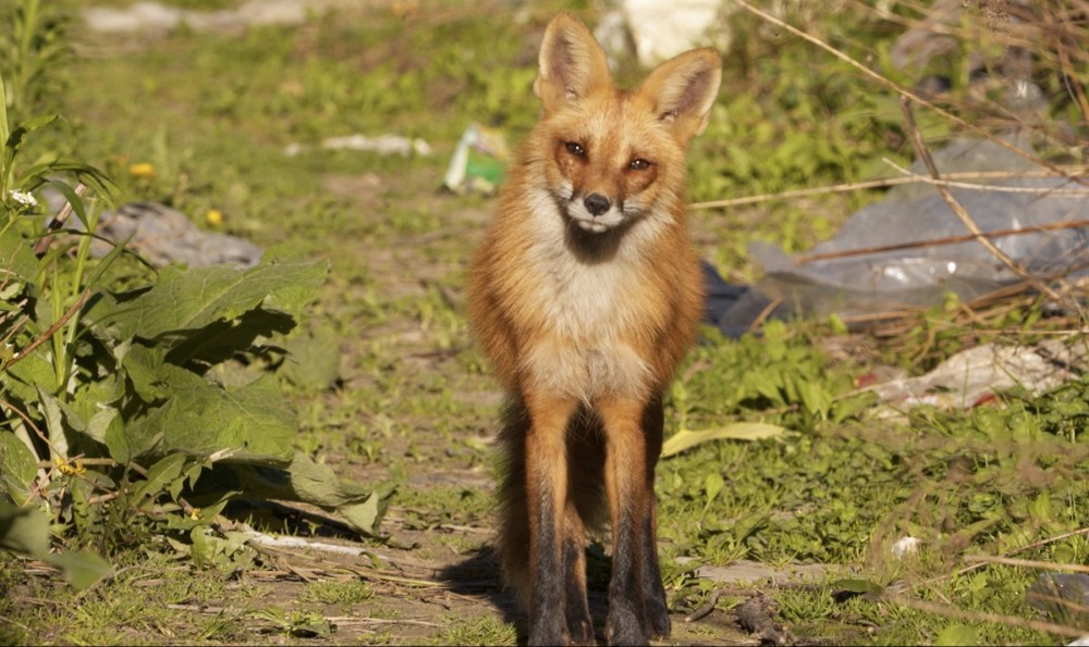 Pictured: An urban fox. © Julian Victor