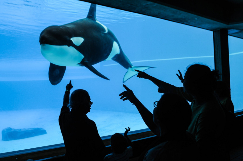 Kiska alone in a tank with onlookers pointing to her