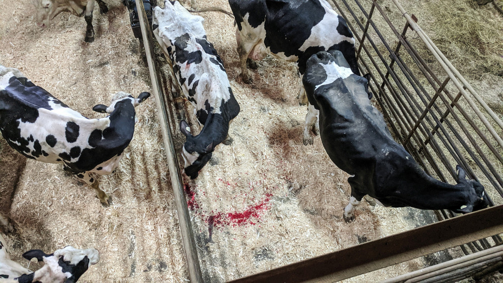 Injured dairy cows in a holding pen at auction