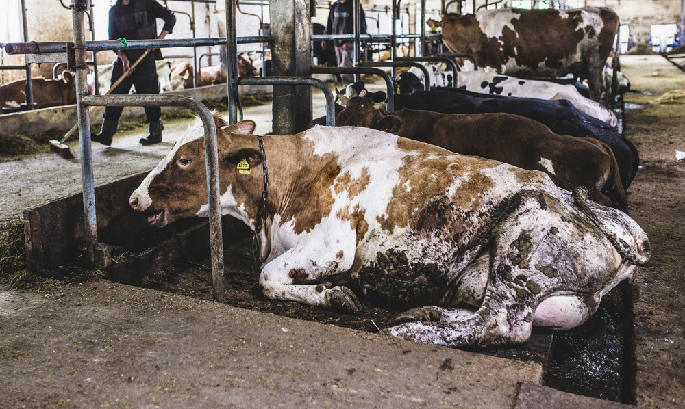 Dairy cows laying in stalls