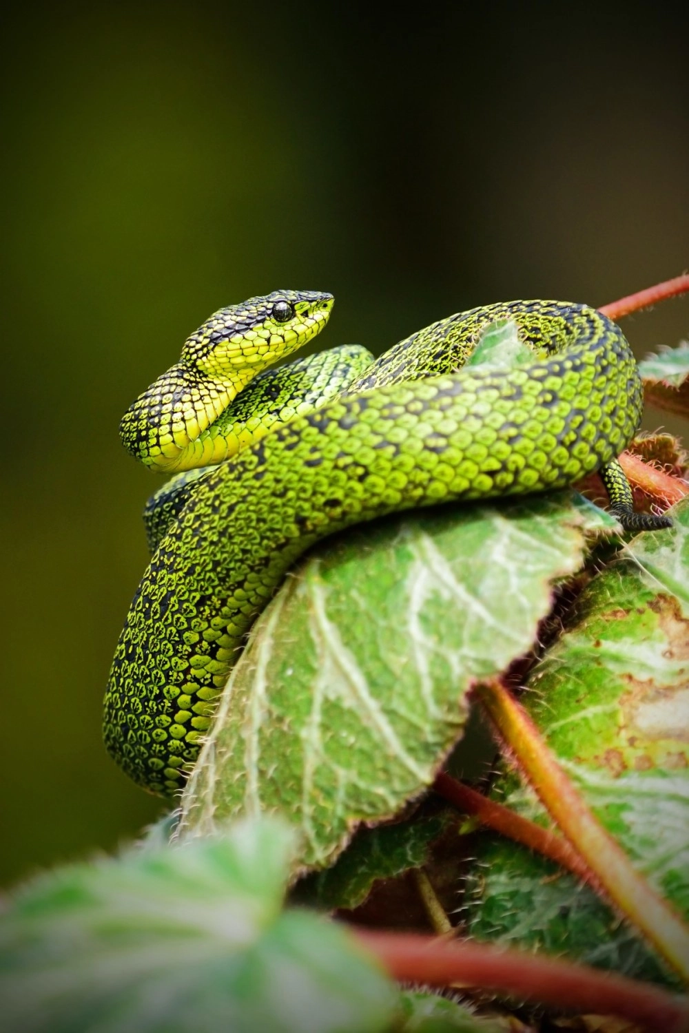 A green snake coiling a leaf