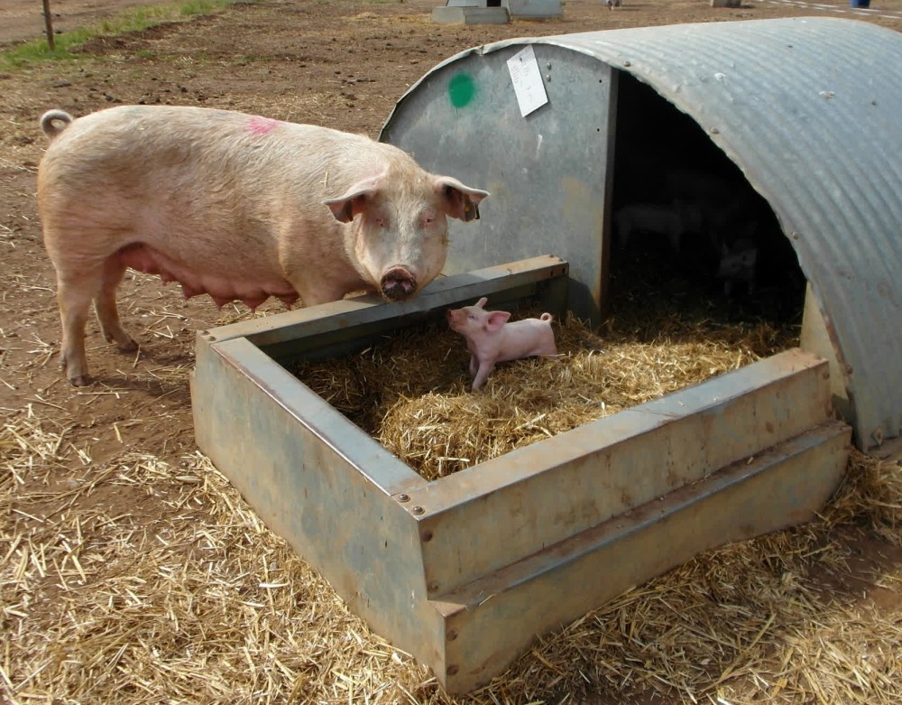 A sow and piglet on a high welfare farm