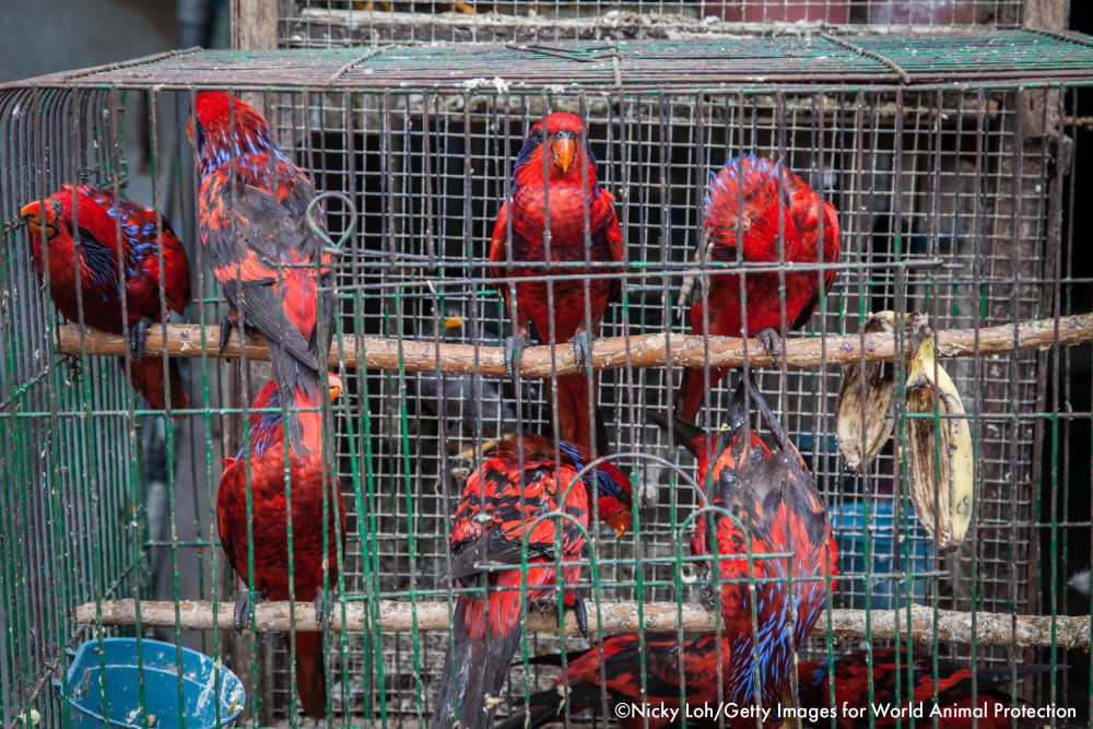 A brief history of the global exotic pet trade | World Animal Protection
