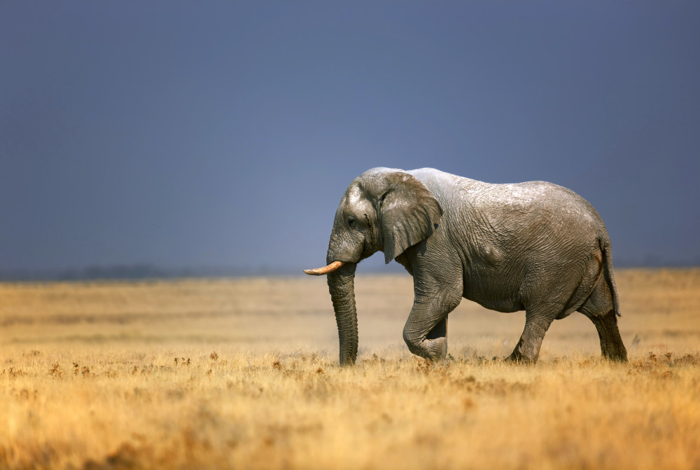  An African elephant bull walking in an open plain in Etosha National Park, Namibia