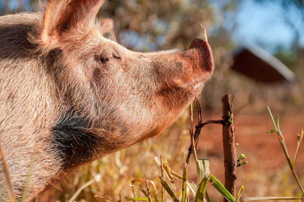 Free range pig on farm in Brazil