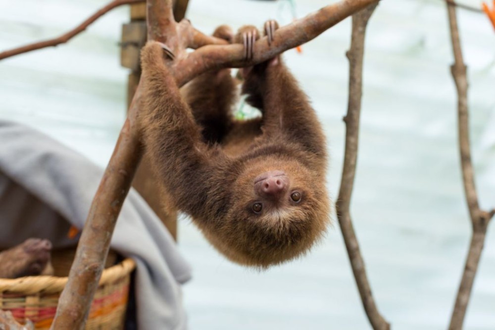 10 facts about sloths, nature's slowest animals | World Animal Protection