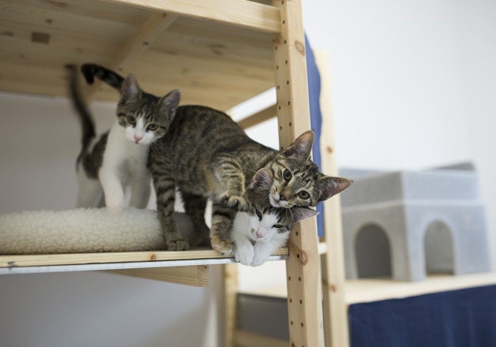 Pictured: Cats at a shelter we support
