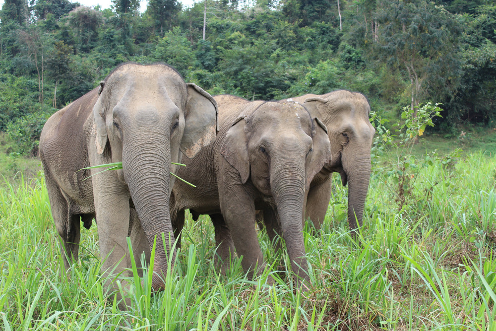 The Gossip Girls at BLES sanctuary enjoy grazing on the lush grounds.