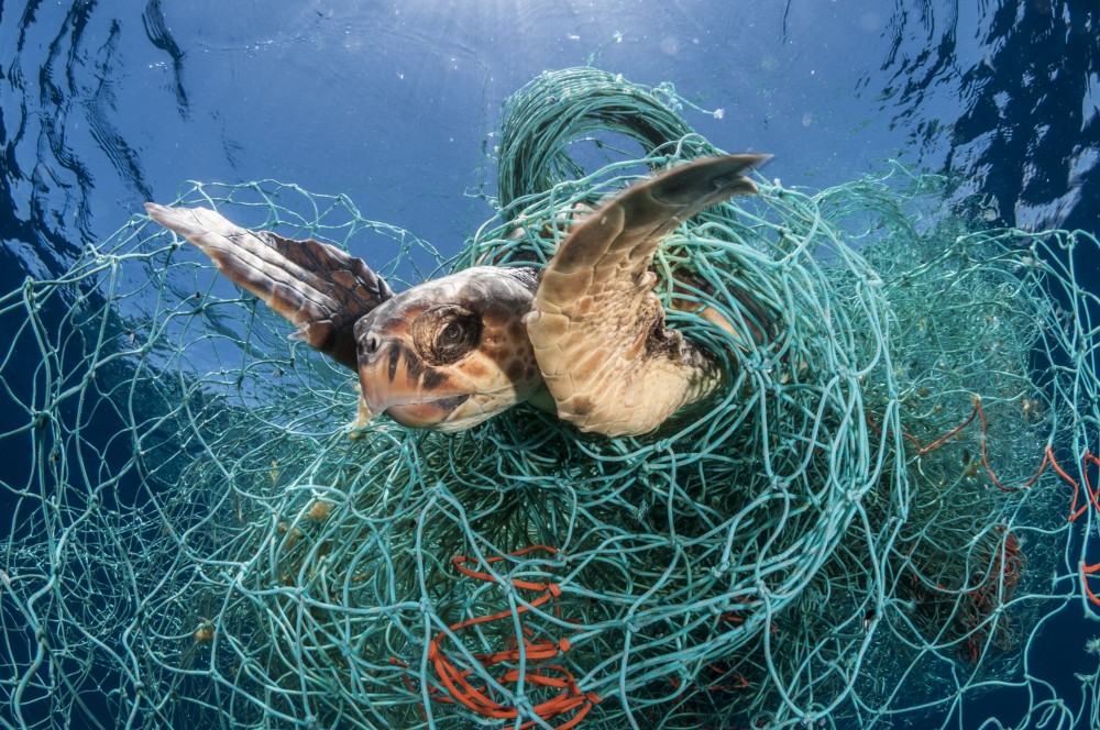 A loggerhead turtle trapped in an abandoned drifting net in the Mediterranean sea. Photo: Jordi Chias / naturepl.com