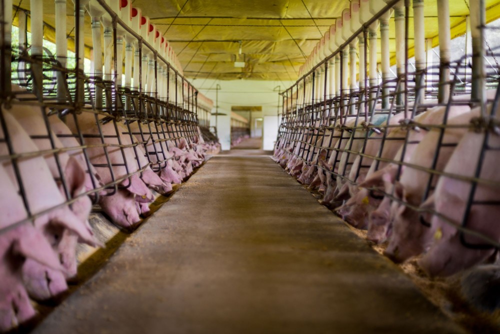 Factory farmed pigs in cruel, unsanitary conditions